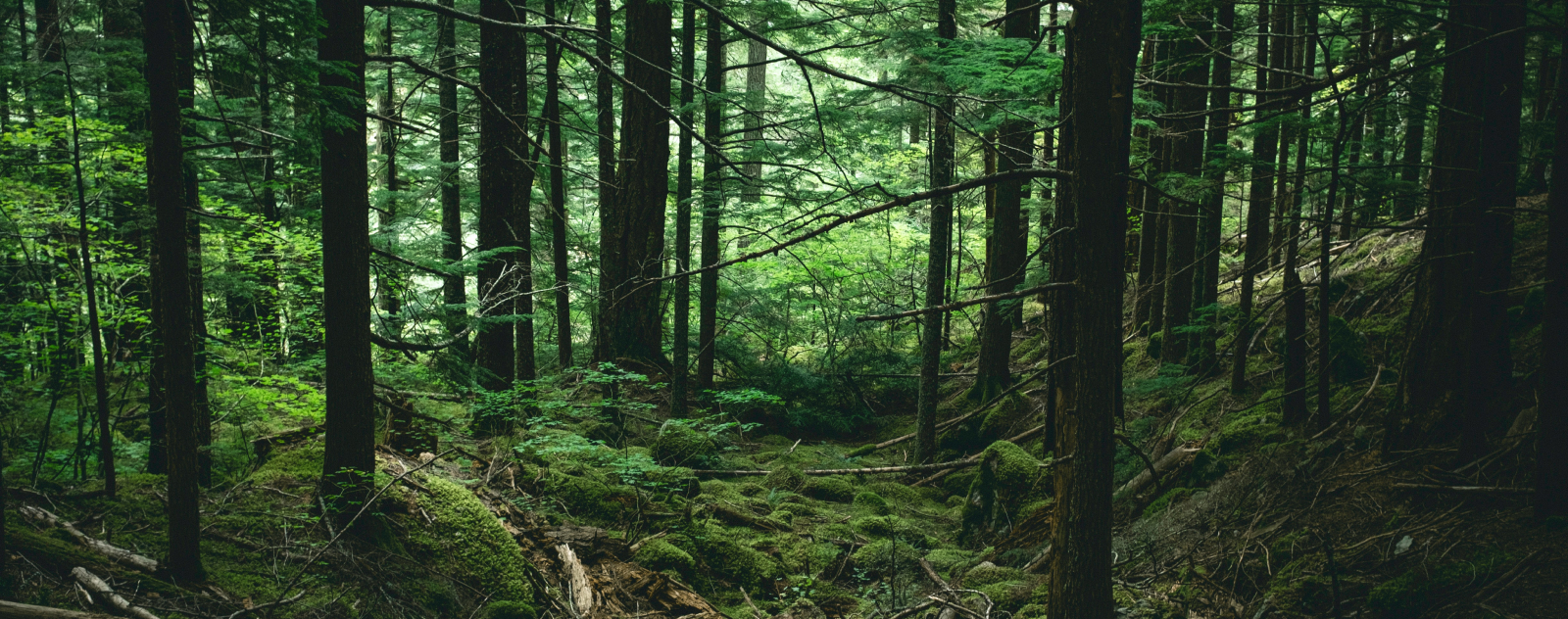 Combien d'hectares de forêts les végans sauvent-ils ?