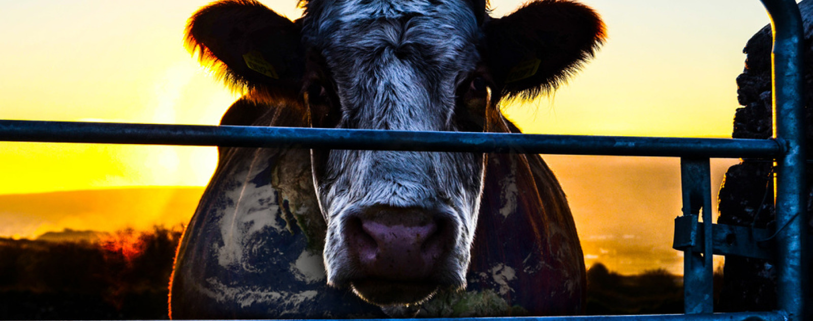 Cowspiracy - Documentaire Vegan