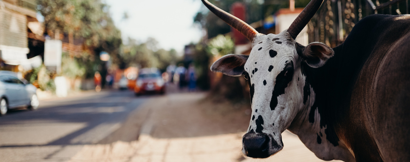 Est-ce que les vegans portent du cuir