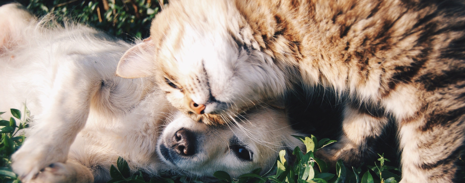 Le cuir de chiens et chats