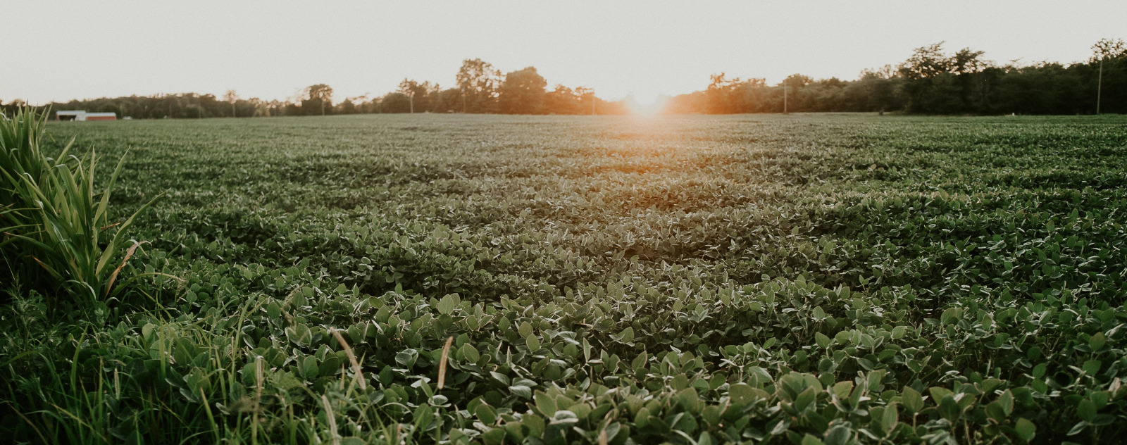 plantation de soja