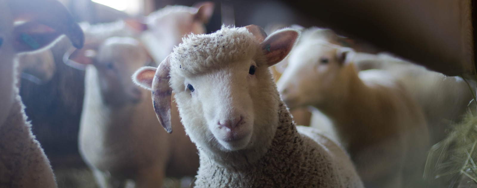 Pourquoi les vegans ne portent pas de laine